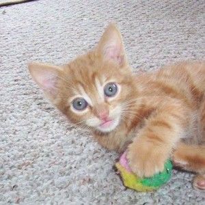 Meet your Posher, Fay